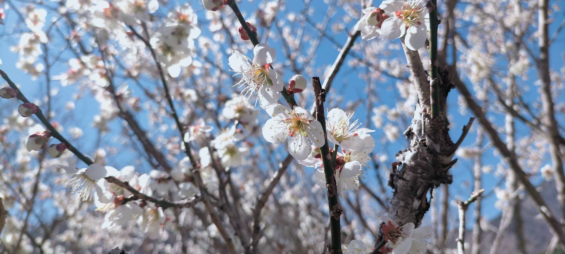 2022年3月15日現在の梅ヶ島コンヤの里、桜園のウメとサクラの様子