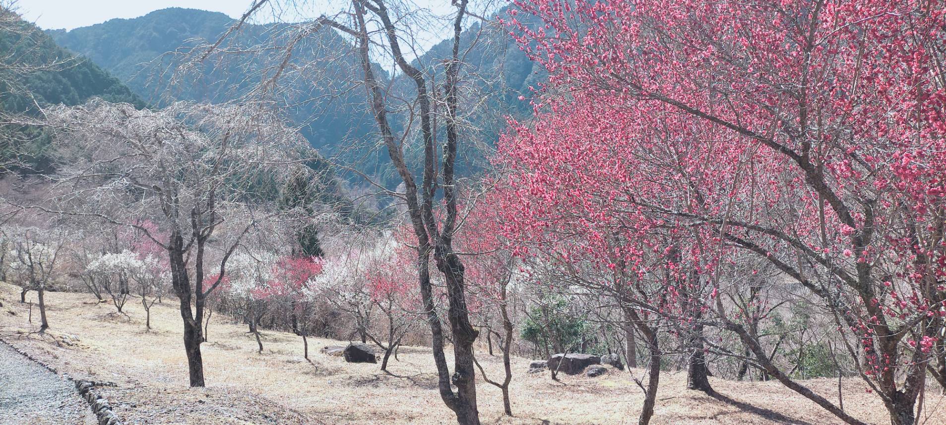2022年3月15日現在の梅ヶ島コンヤの里、桜園のウメとサクラの様子