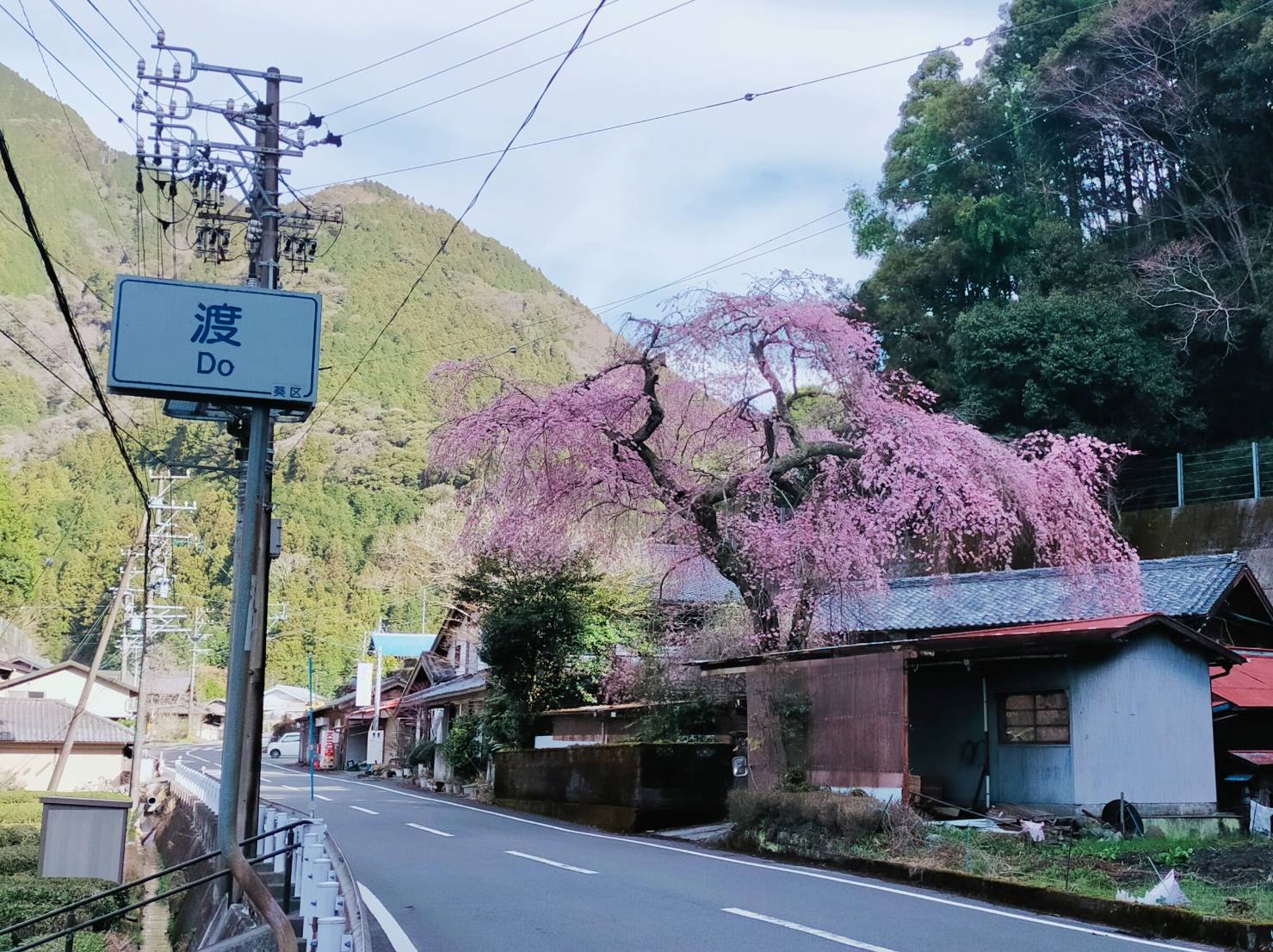 オクシズ　渡村の桜