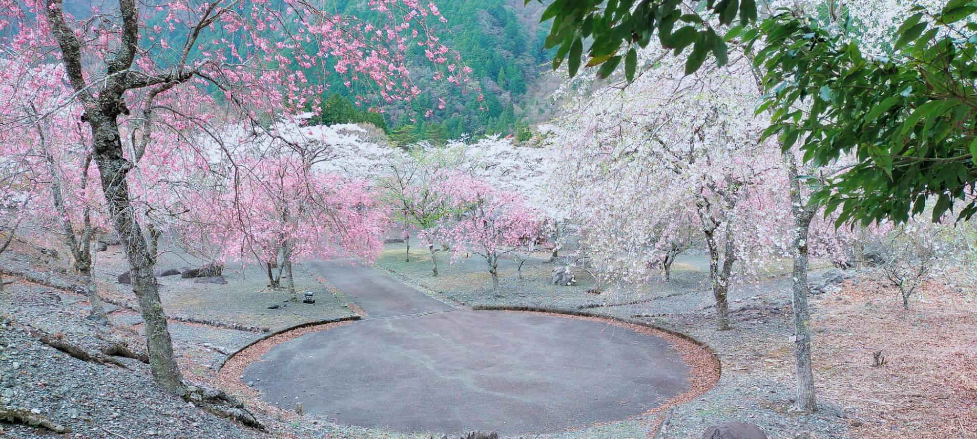 梅ヶ島コンヤ桜園