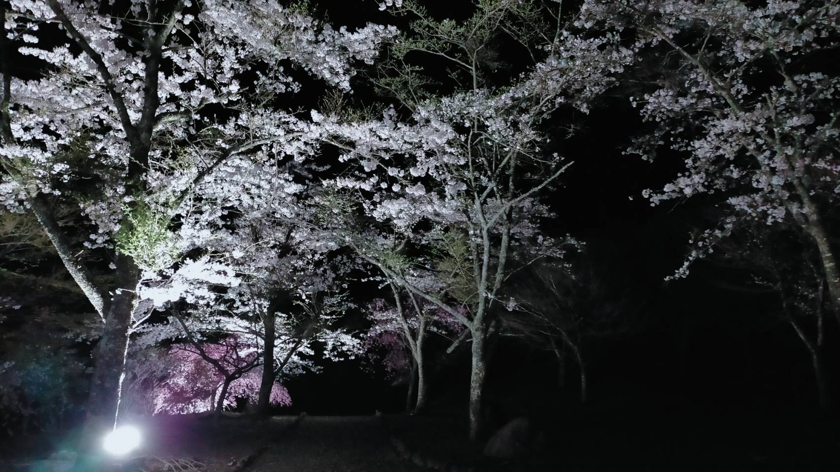 梅ヶ島　桜　ライトアップ　星空