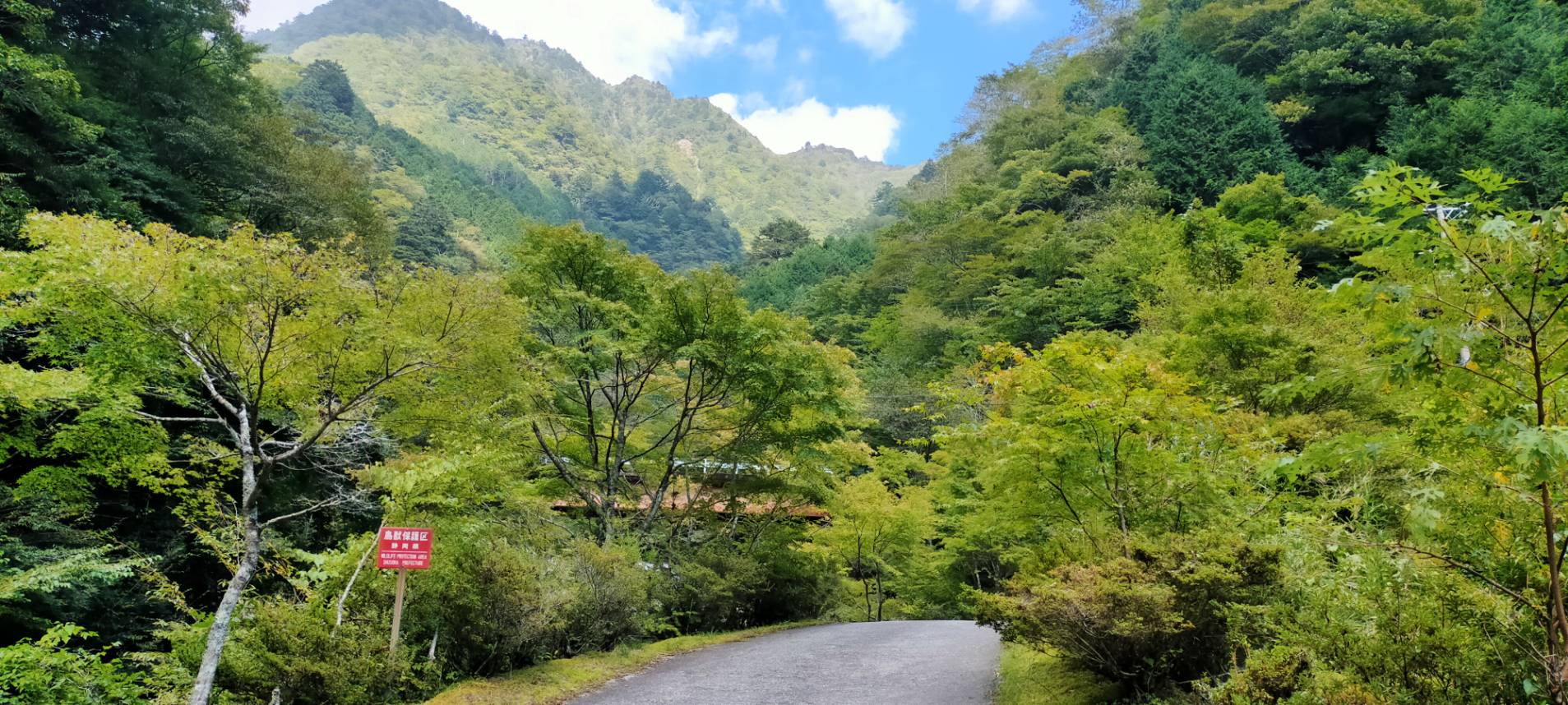 【2024年10月2日現在】梅ヶ島温泉郷の紅葉状況