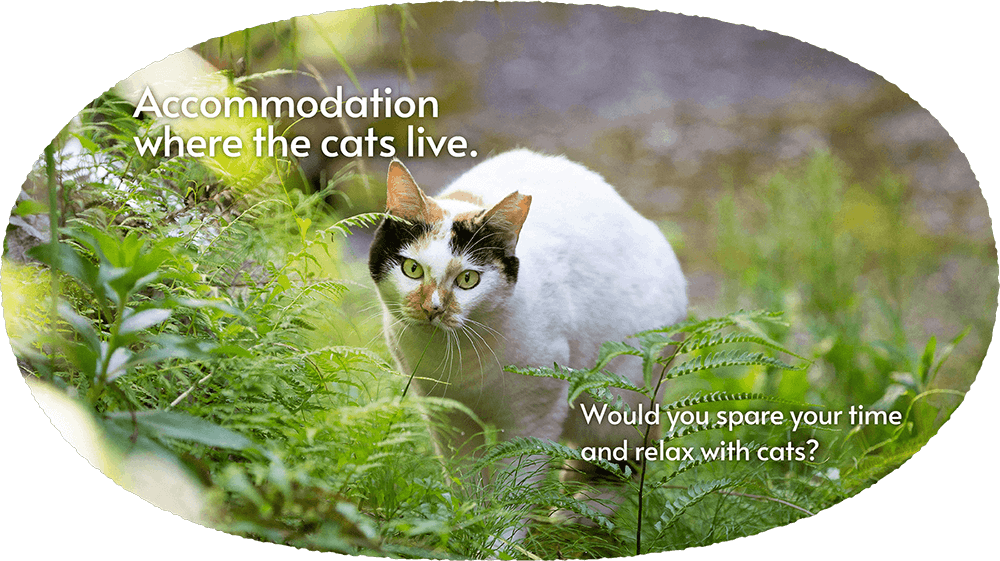 Accommodation where the cats live. Would you spare your time and relax with cats?