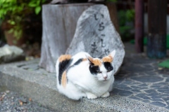 みーちゃん｜梅ヶ島温泉 湯の華にいる看板ネコのみーちゃんです。その風格は大女将。お客様がみえるとお出迎えしてくれる時もあります。