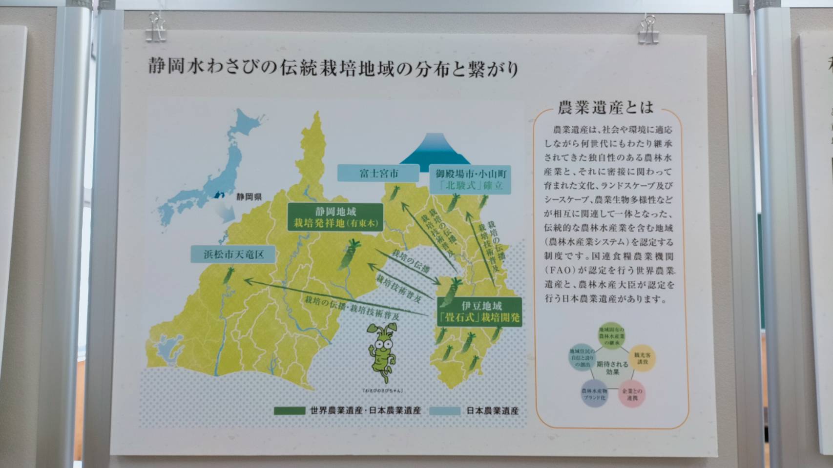静岡におけるわさび栽培の系譜