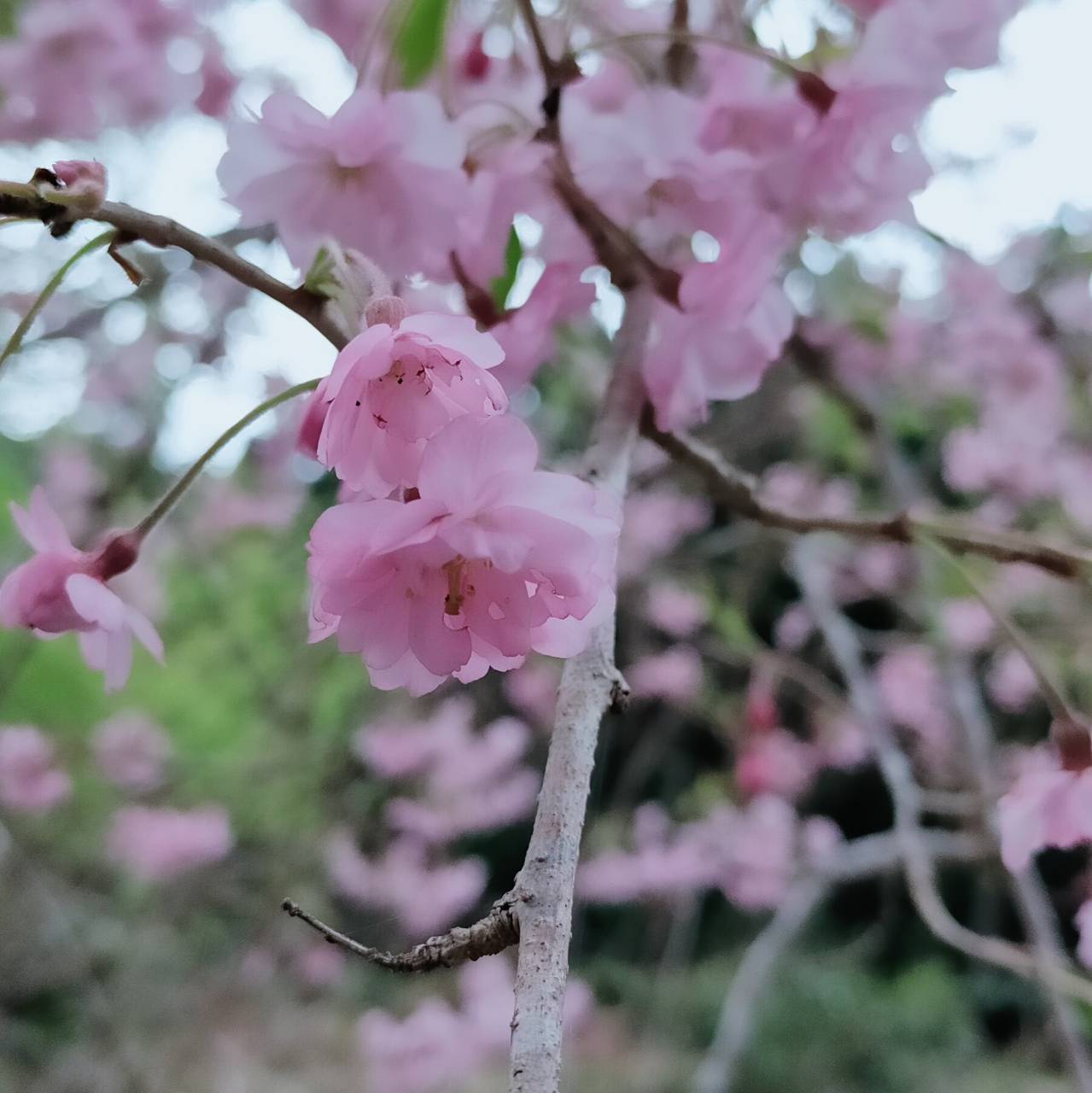 梅ヶ島コンヤ桜園　しだれ桜