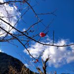 ２月の別名は梅見月。梅ヶ島の梅もほころんできました