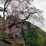 【3/31】オクシズ～梅ヶ島温泉街道沿いの桜の様子【2024】