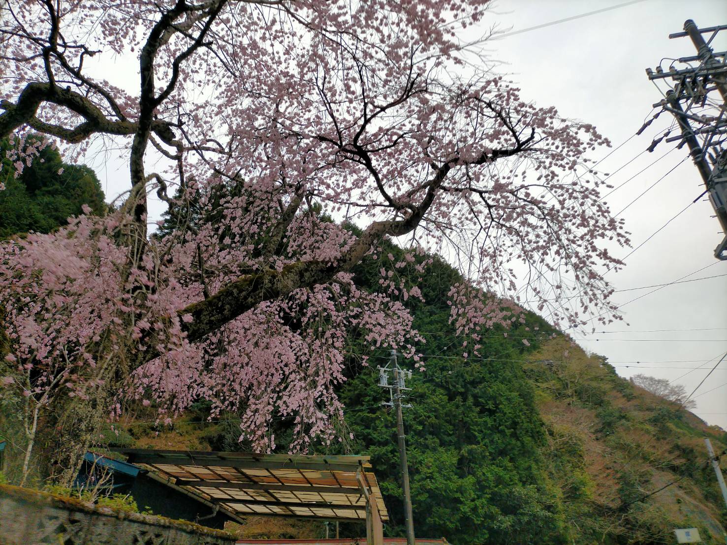 【3/31】オクシズ～梅ヶ島温泉街道沿いの桜の様子【2024】