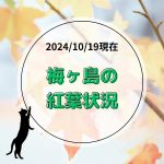 【2024年10月2日現在】梅ヶ島温泉郷の紅葉状況