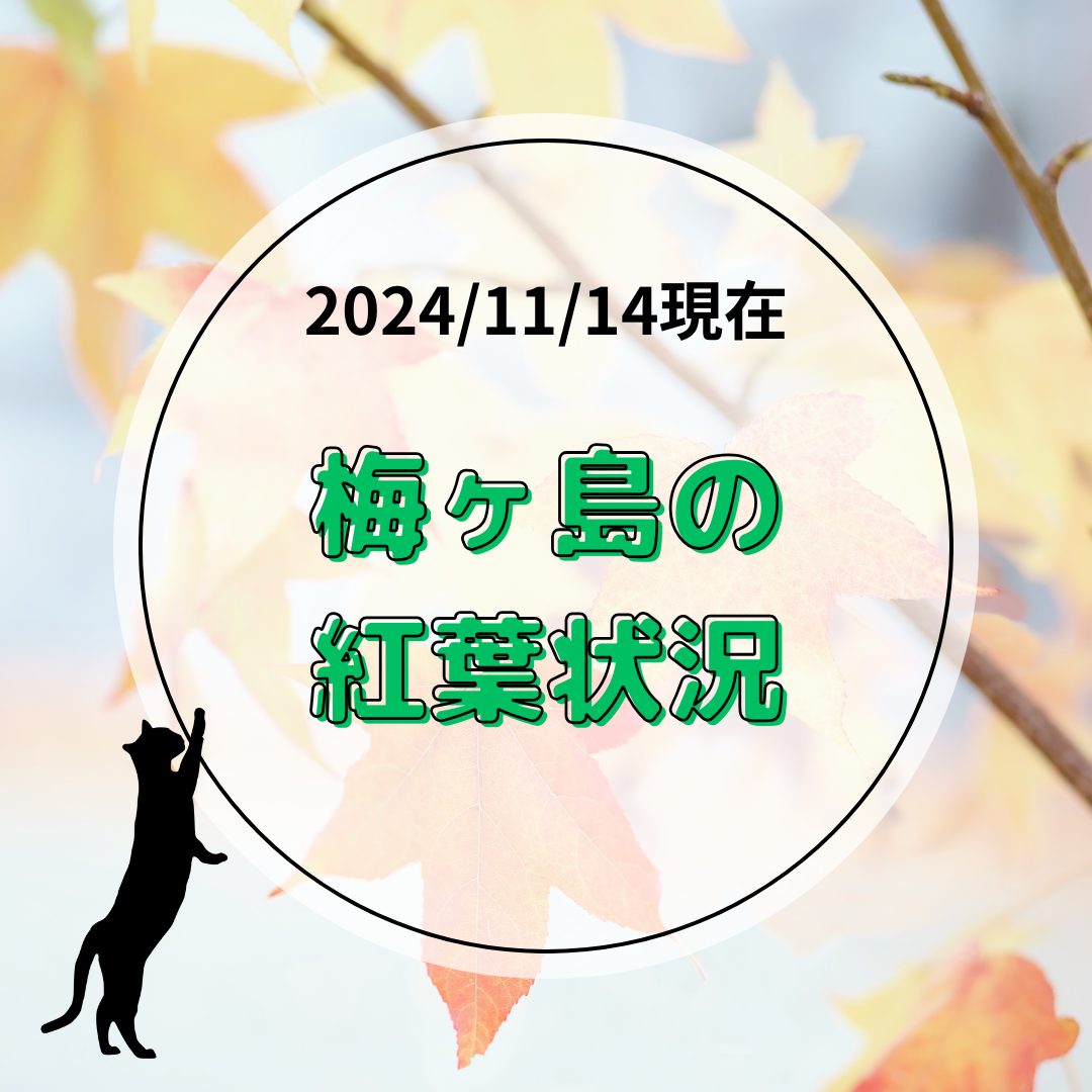 【2024年11月14日現在】梅ヶ島温泉郷の紅葉状況