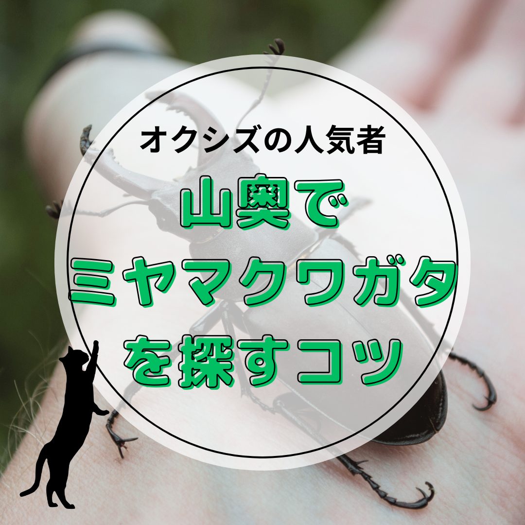 山奥でミヤマクワガタを探すコツ