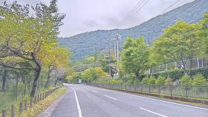 【10月10日最新版】2025年梅ヶ島の紅葉情報