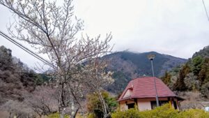 【令和8年３月5日開催】緑茶カフェ＆UMEマルシェ〈梅まつり〉