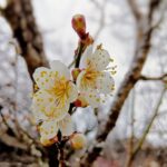 【令和8年３月5日開催】緑茶カフェ＆UMEマルシェ〈梅まつり〉