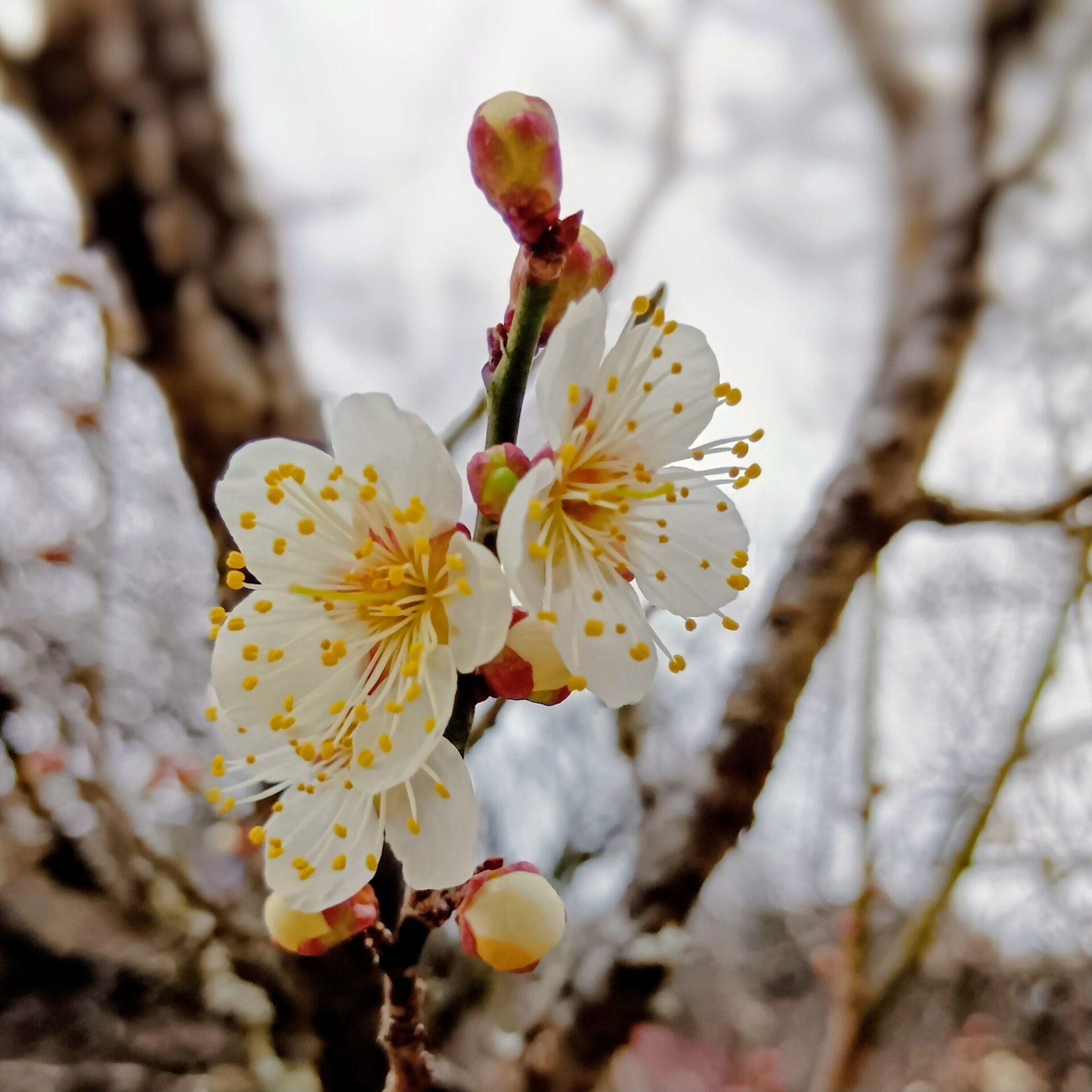 【令和8年３月5日開催】緑茶カフェ＆UMEマルシェ〈梅まつり〉